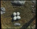 Image of Four Gyrfalcon Eggs